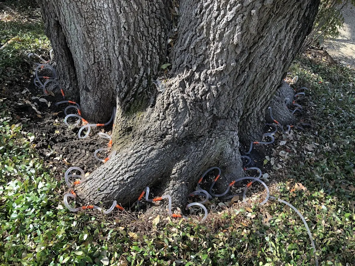Detailed Tree Cabling and Bracing job site in Anchor