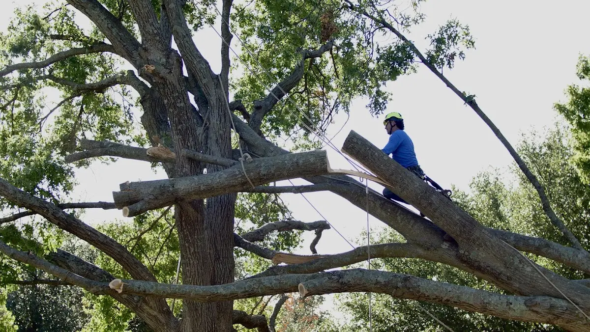 Professional Crown Thinning performed by certified arborists in Anchor